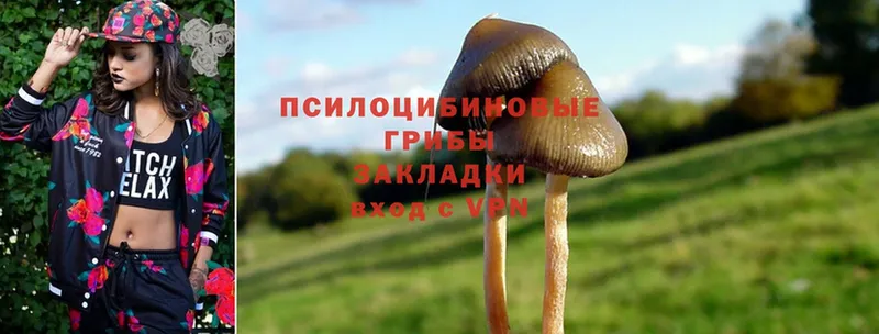 Галлюциногенные грибы Psilocybe  Аткарск 